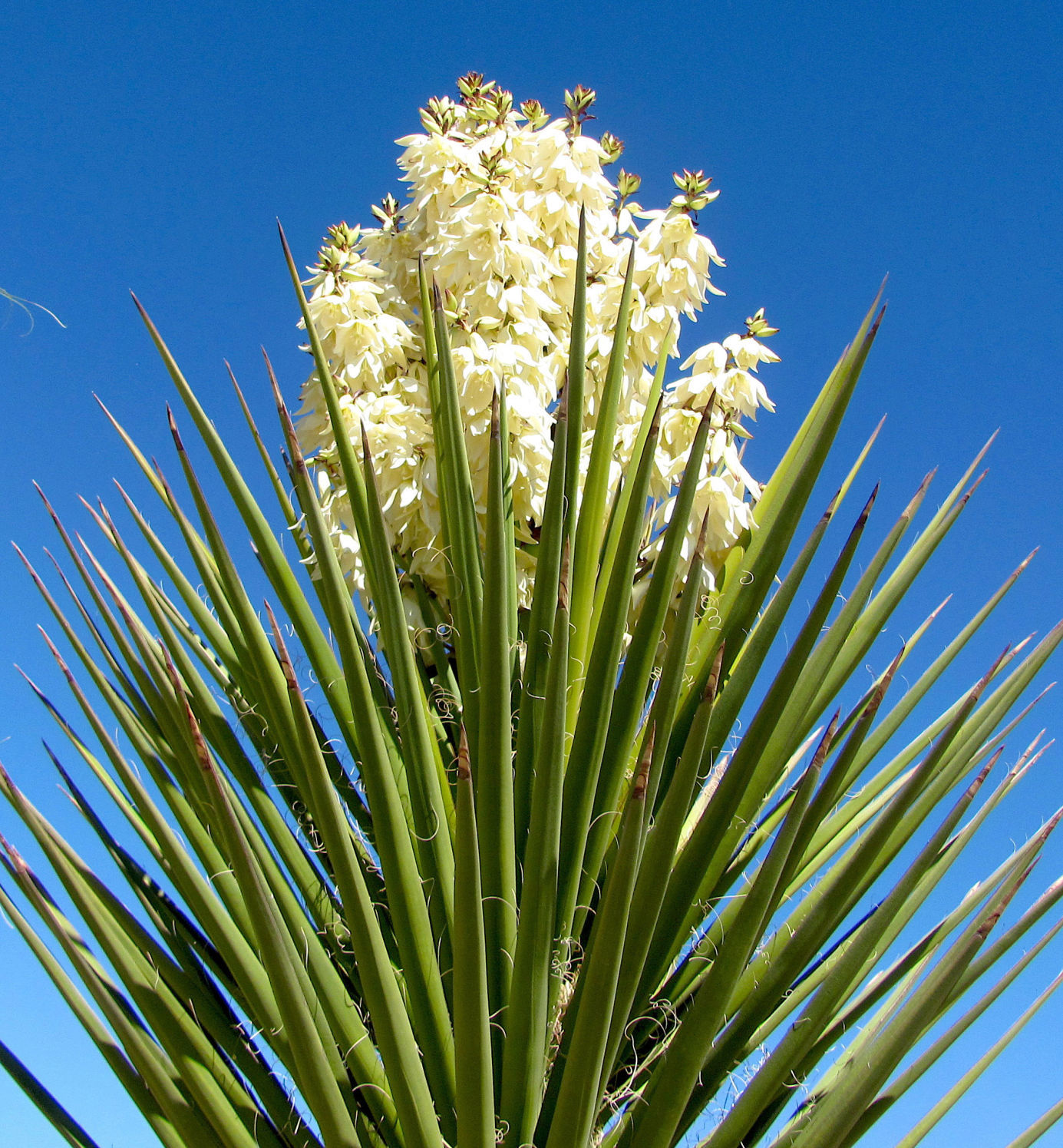 Spring in Tucson